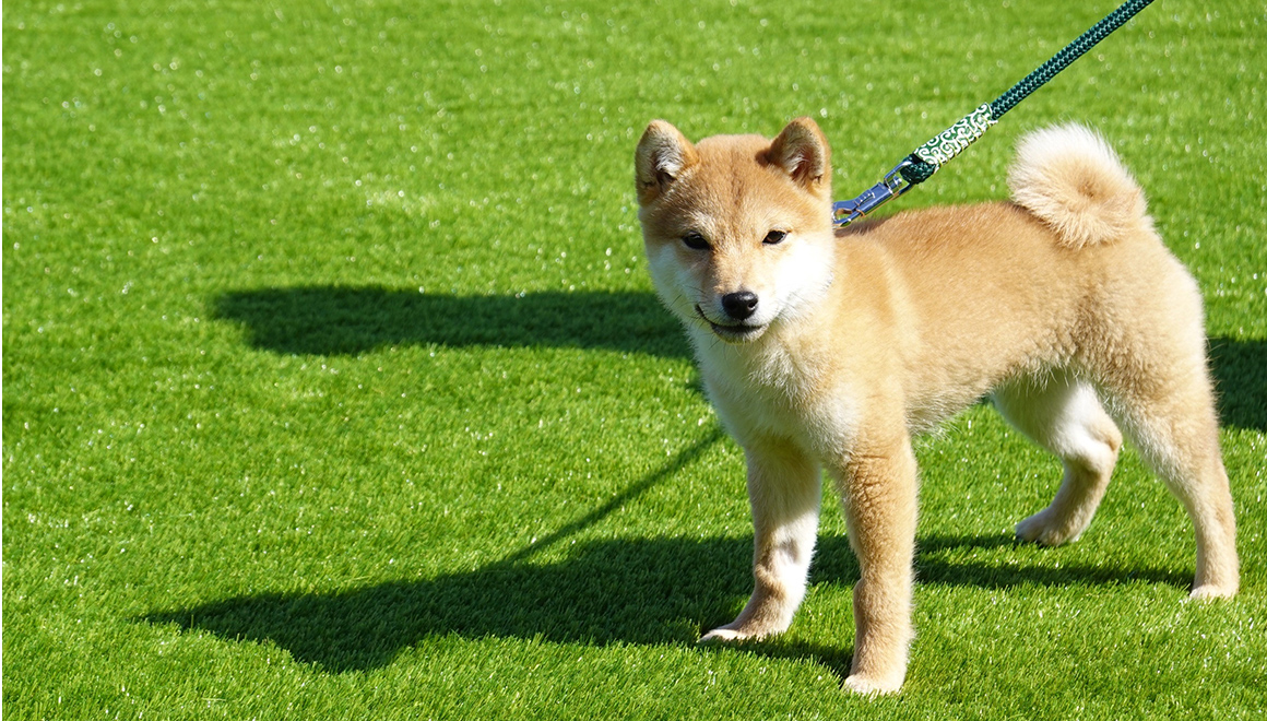 愛犬が安心して遊べるドッグランを作りたい